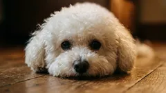 Menej psích chlpov v domácnosti: 5 psích plemien, ktoré menej línajú