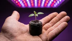 Prečo rastliny trpia vo veľkých kvetináčoch a ako vybrať správnu veľkosť