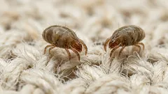 Posteľné roztoče: ako ich znížiť v matraci a bielizni bez drahej chémie